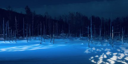 Capture the wildlife in Hokkaido (4N/5D)