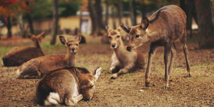 Discover Japan (7N/8D)