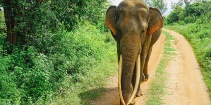 Experience Glamping in Sri Lanka Whale Watching and Safari (2N/3D)