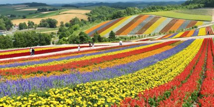 The charming Hokkaido - 1 free day (5N/6D)