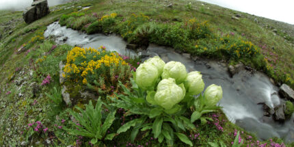 Valley of Flowers Trek (7N/8D)
