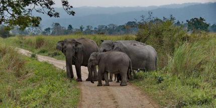 Into the Wild – Kaziranga Adventure (2N/3D)