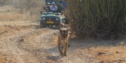 Ranthambore Safari with Jaipur Wonders (2N/3D)