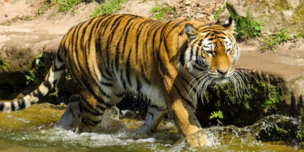 Central India: Tigers & Temples Tour (7N/8D)