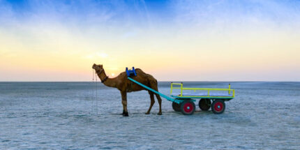 Mystic Kutch: White Rann & Bhuj Experience (3N/4D)